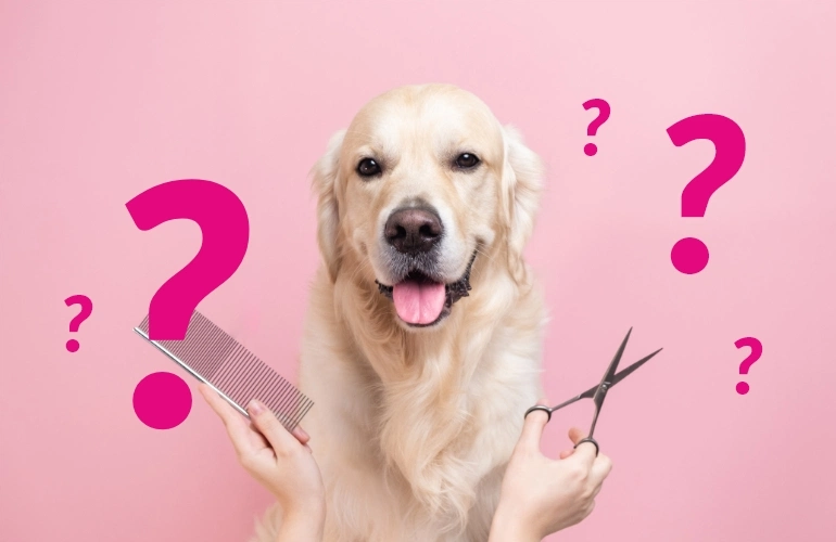 Pies i znaki zapytania