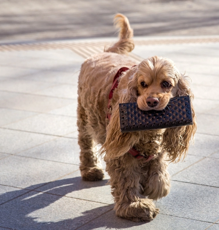 Pies niosący portfel
