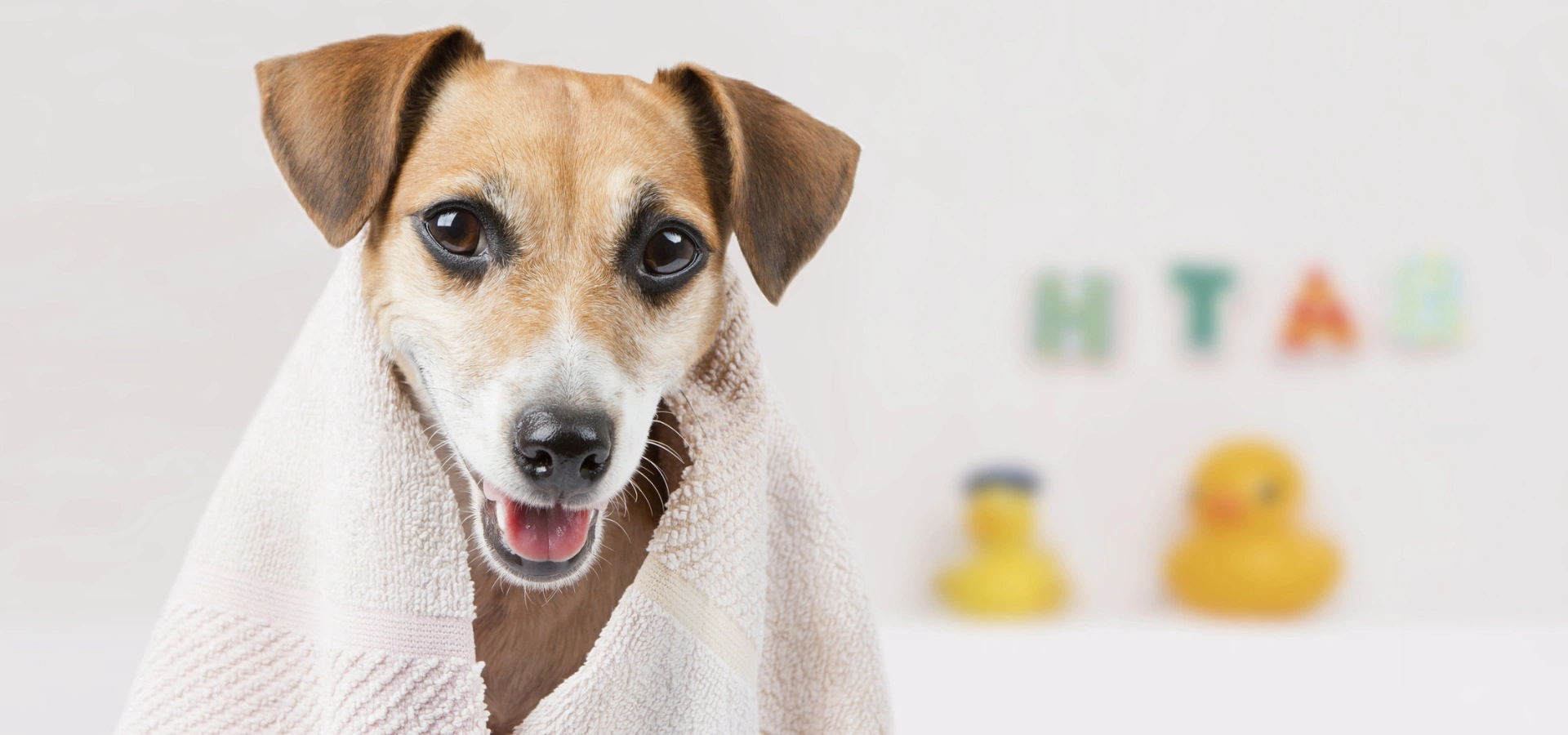 Pies nakryty ręcznikiem